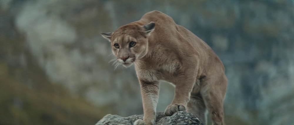 子熊物語の画像