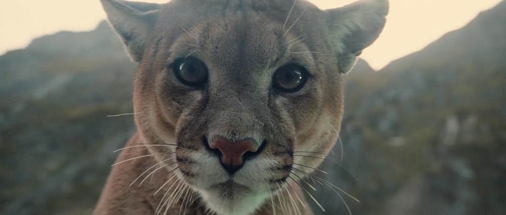 子熊物語の画像