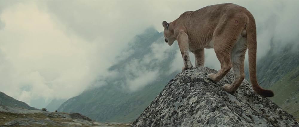 子熊物語の画像