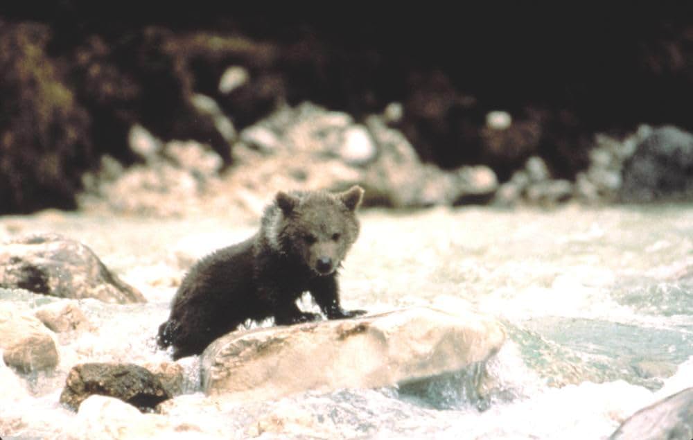 子熊物語の画像