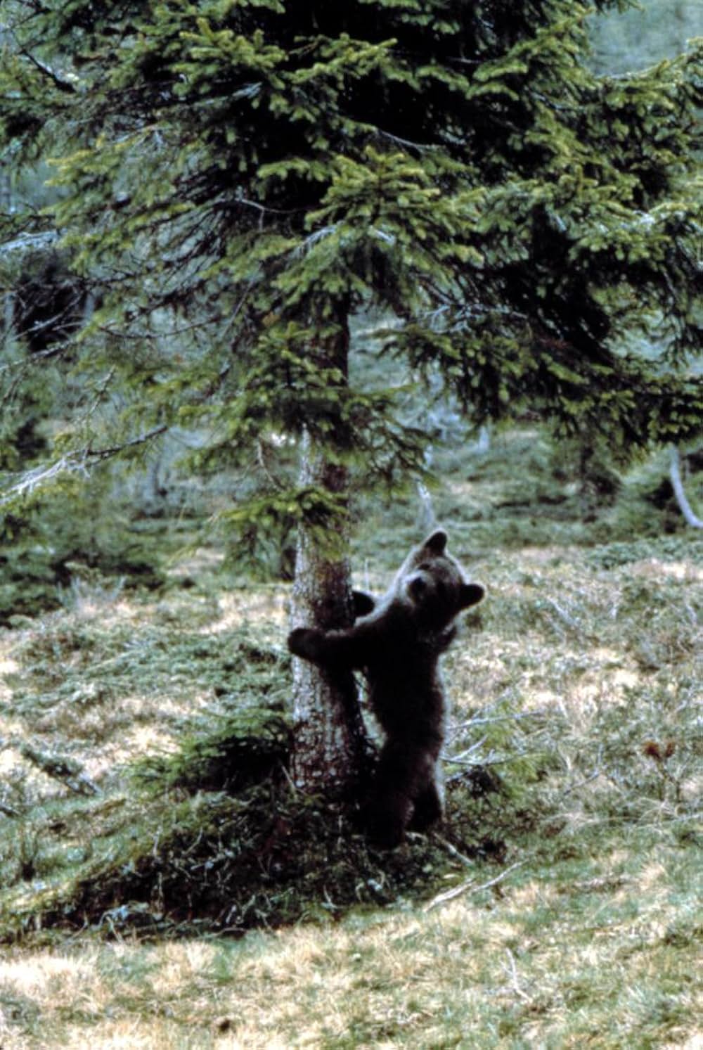 子熊物語の画像