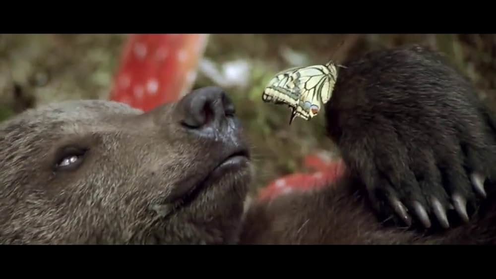 子熊物語の画像