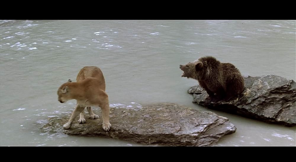 子熊物語の画像