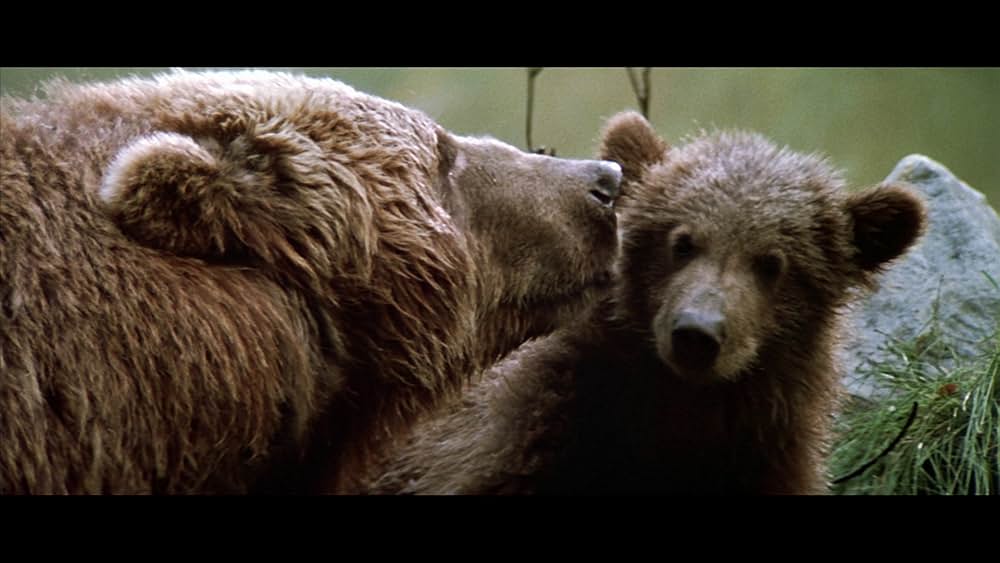 子熊物語の画像