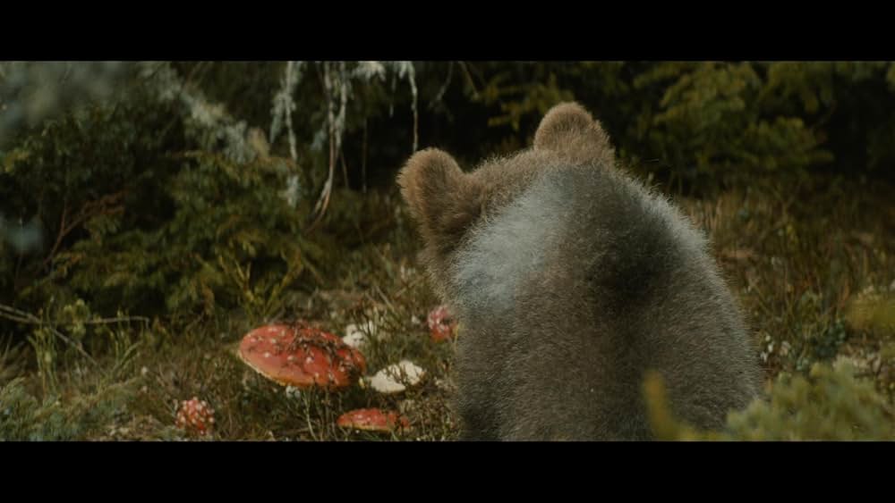 子熊物語の画像