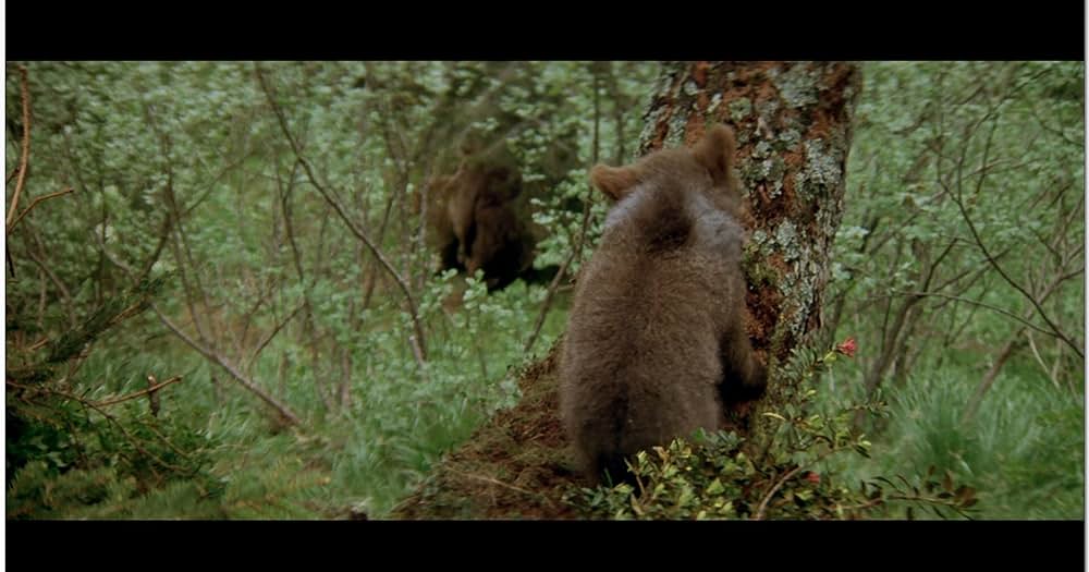 子熊物語の画像