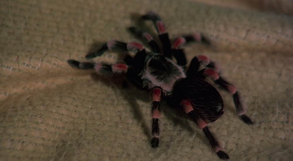 ジャイアント・スパイダー／大襲来の画像