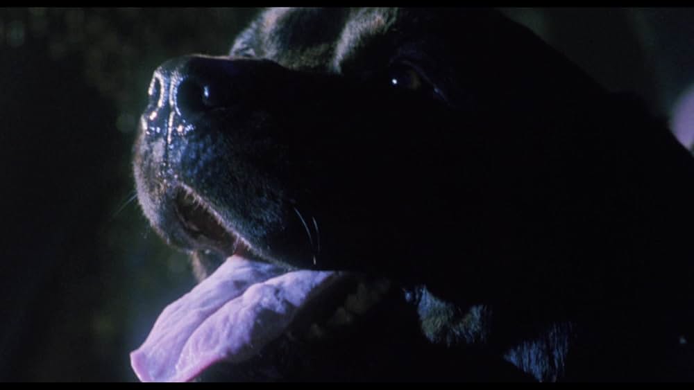 スプリット・セカンドの画像