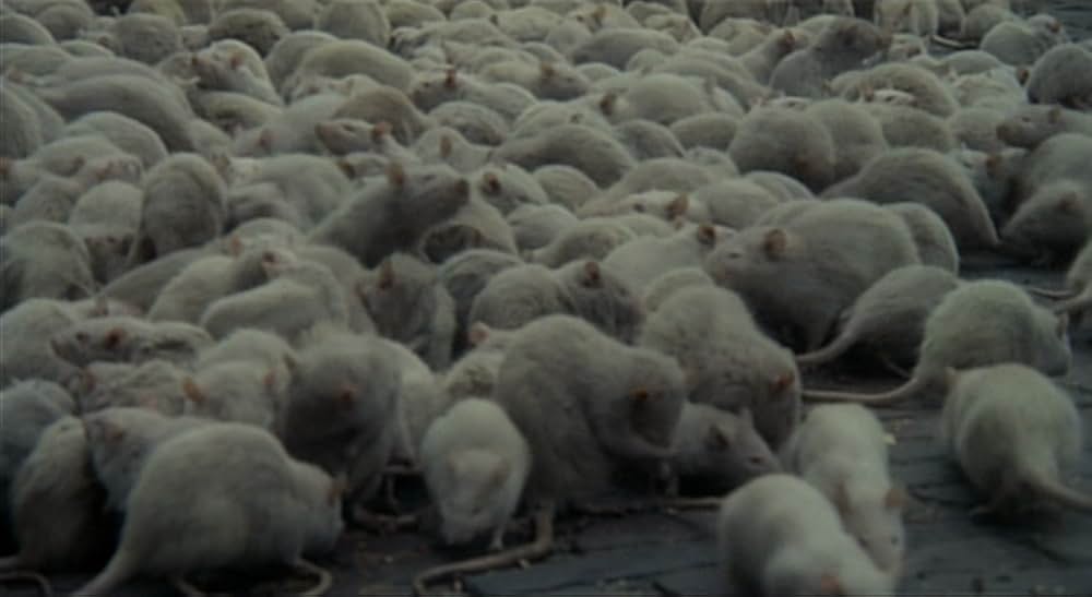 ノスフェラトゥの画像