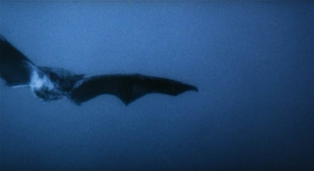 ノスフェラトゥの画像