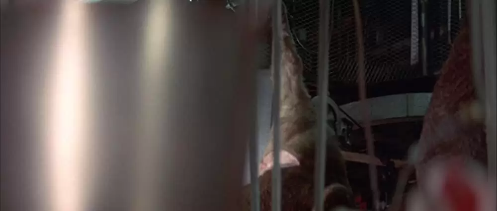 ブラック・エースの画像