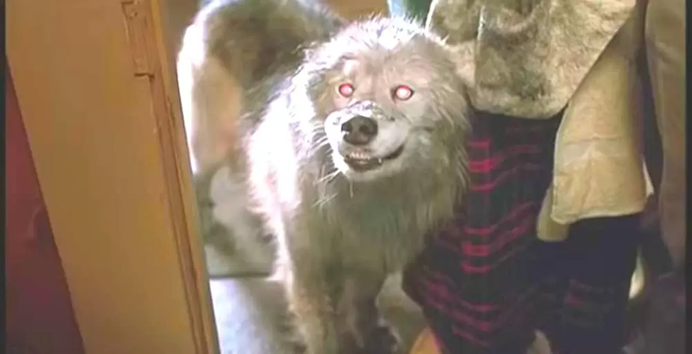 ペット・セメタリー2の画像