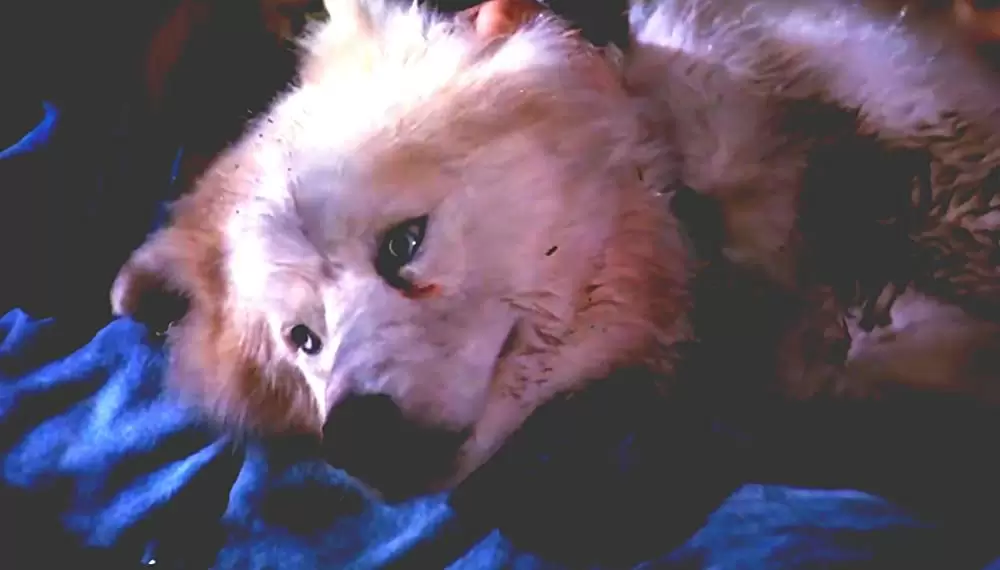 ペット・セメタリー2の画像