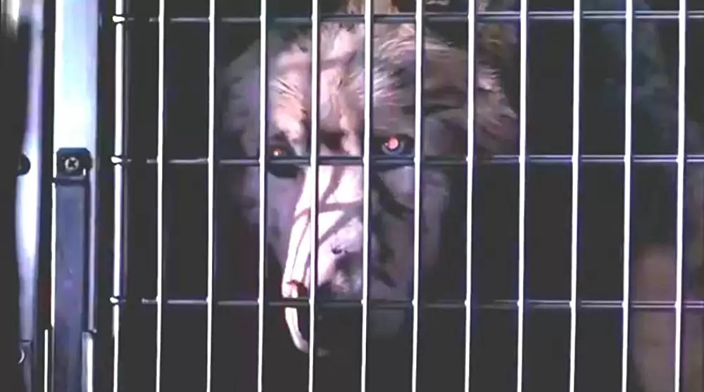 ペット・セメタリー2の画像