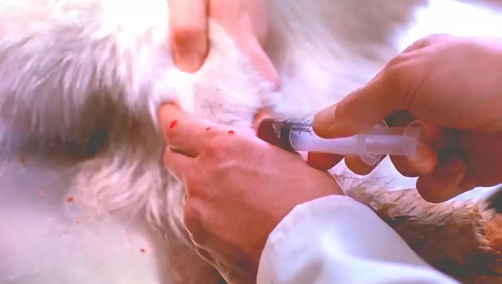 ペット・セメタリー2の画像