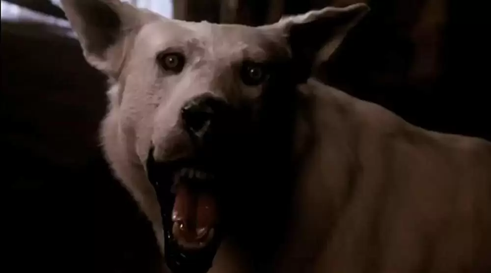 ペット・セメタリー2の画像