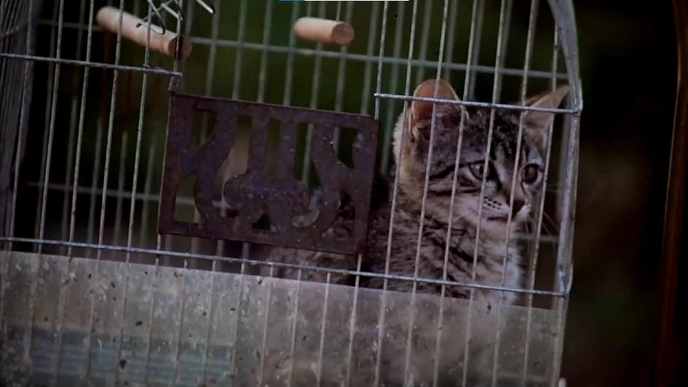 ペット・セメタリー2の画像