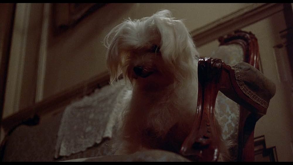 ベンジーの画像