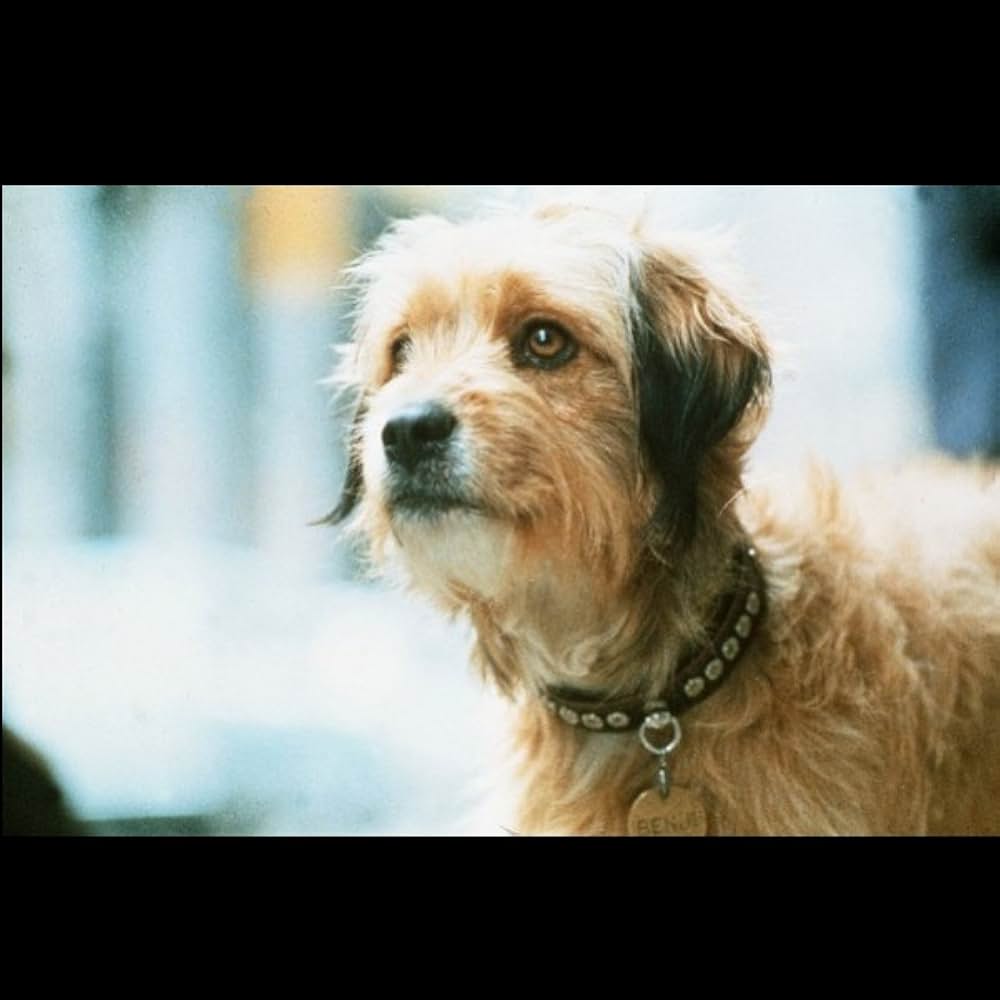 ベンジーの画像