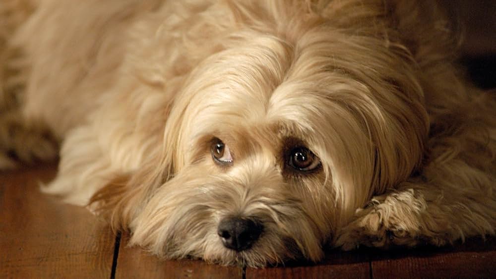 ベンジーの画像