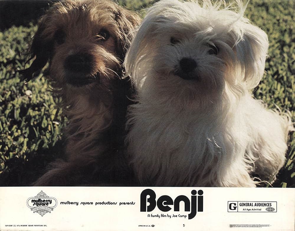 ベンジーの画像