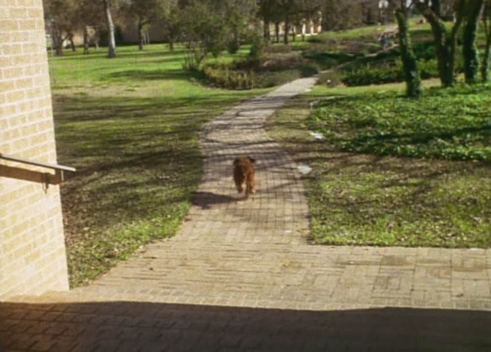 ベンジーの画像