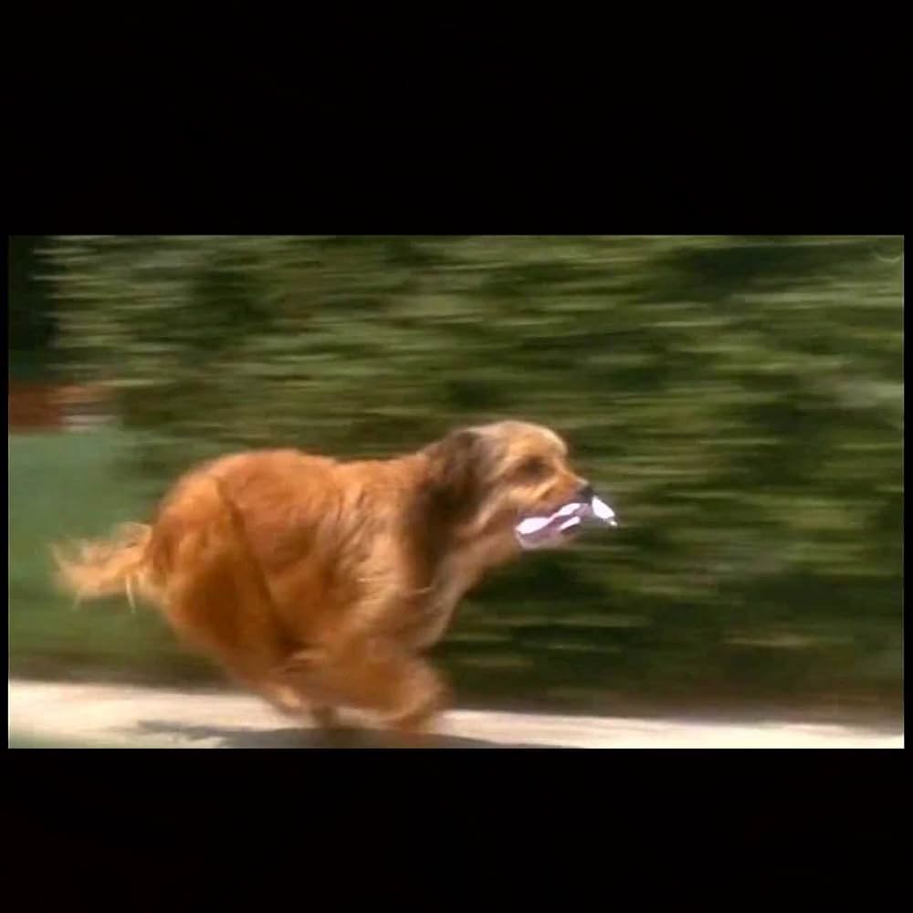 ベンジーの画像