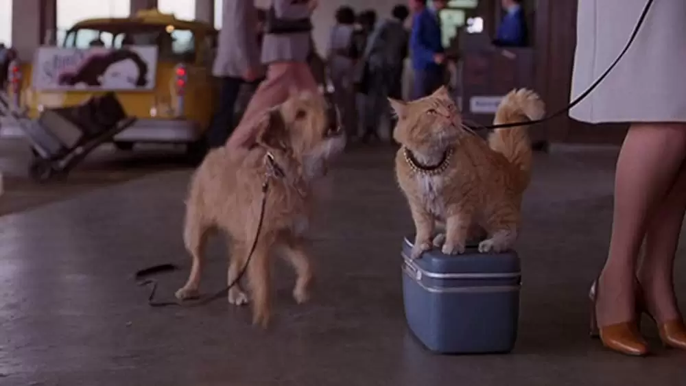 ベンジーの愛の画像