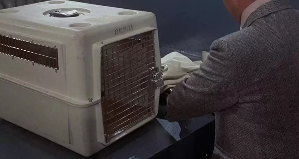 ベンジーの愛の画像