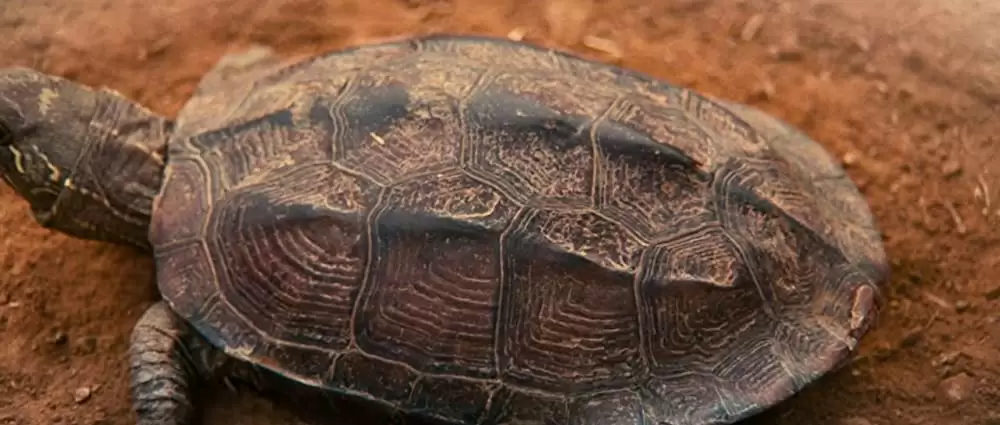 レッドクリフ Part Iの画像