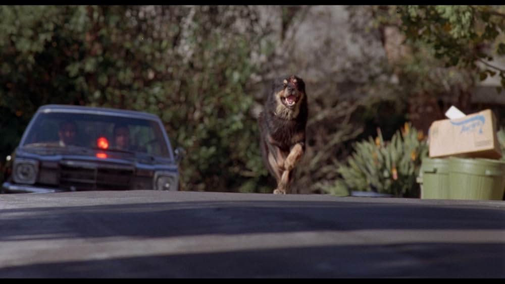 未確認生命体 MAX/マックスの画像