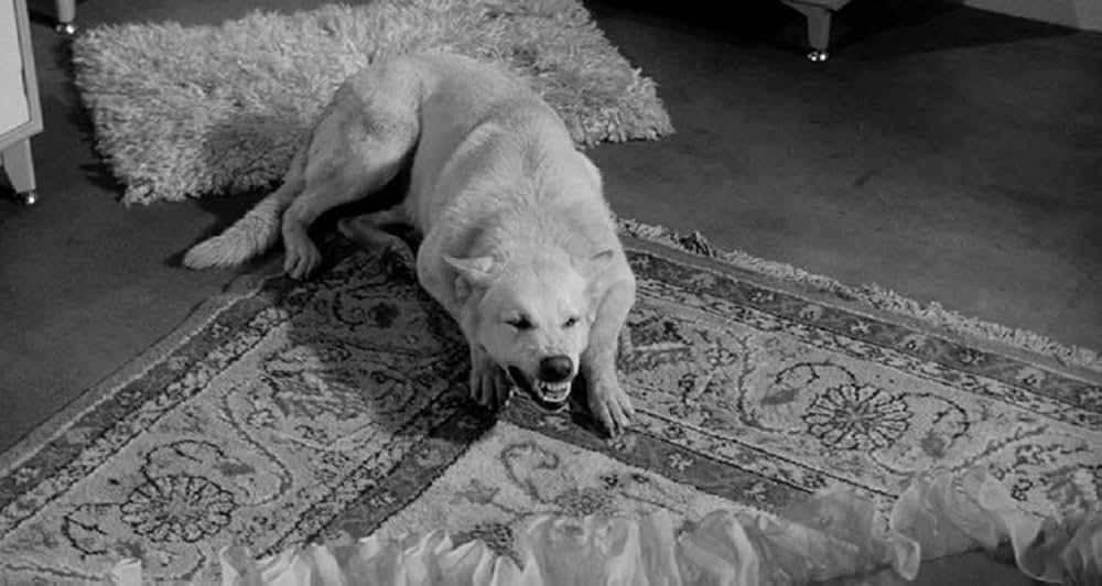 未知空間の恐怖／光る眼の画像