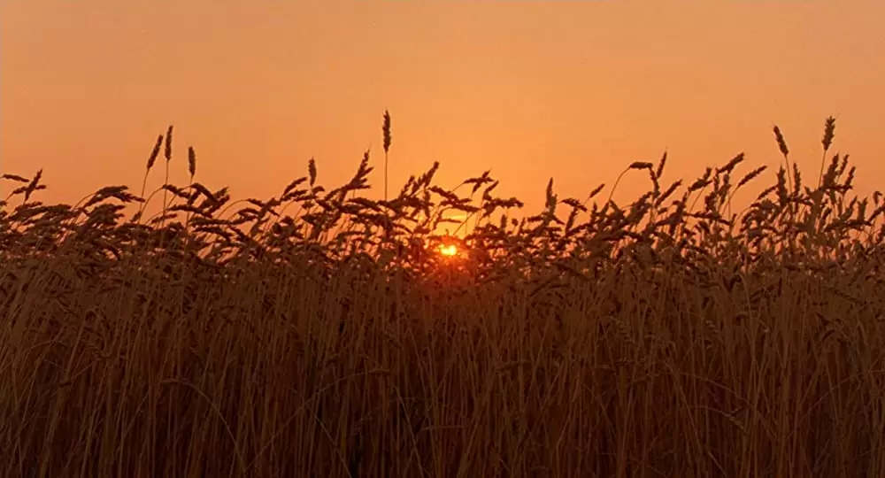 柔らかい殻の画像