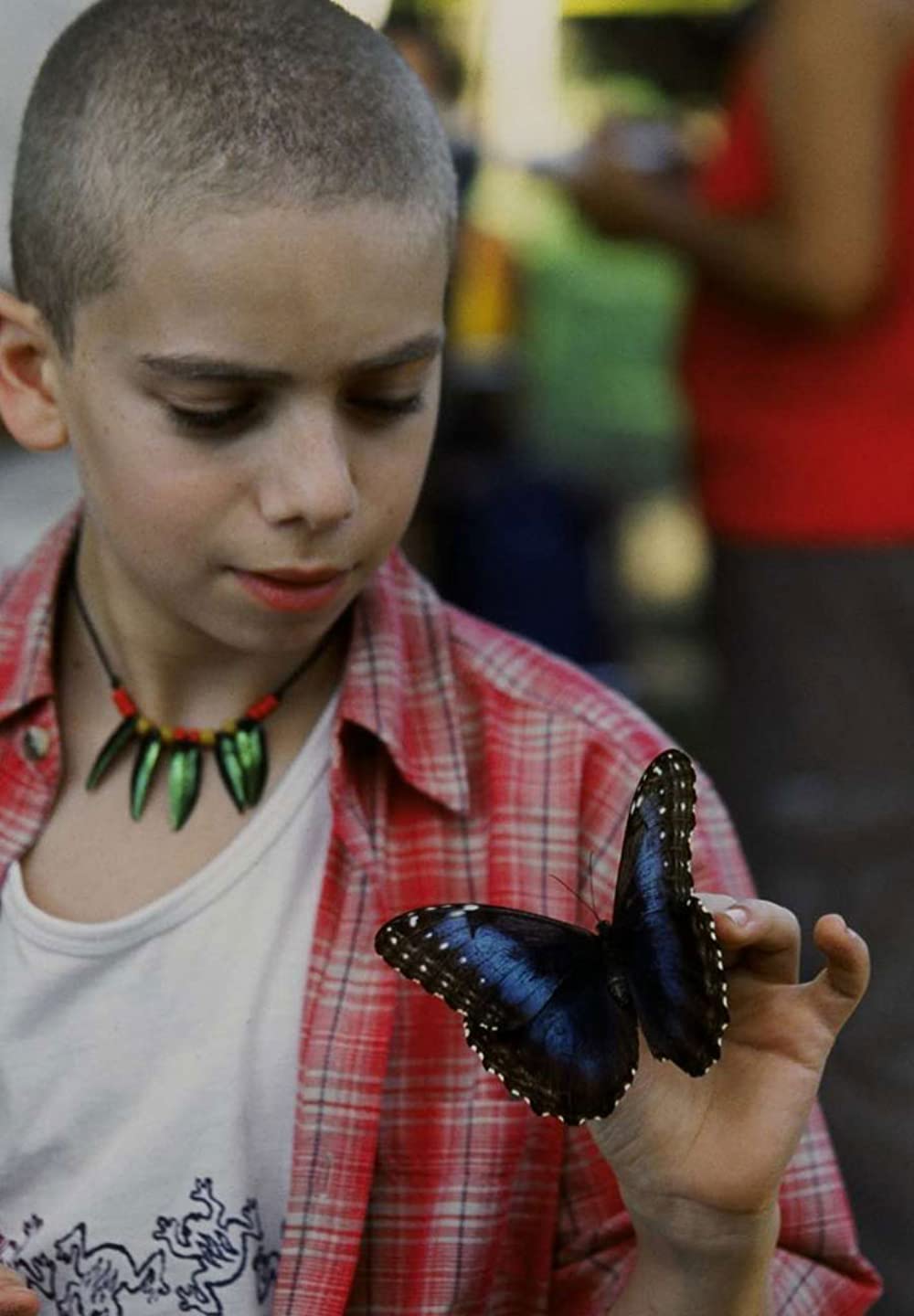 天国の青い蝶の画像