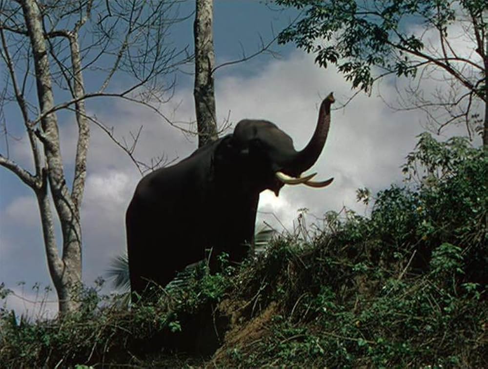 巨象の道の画像