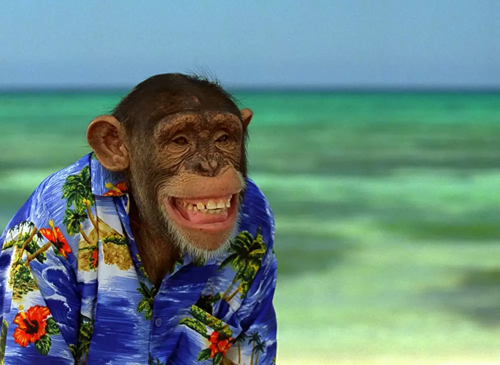 SpyMonkey スパイモンキーの画像