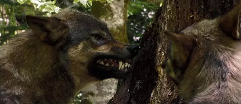 きつねと私の12か月の画像