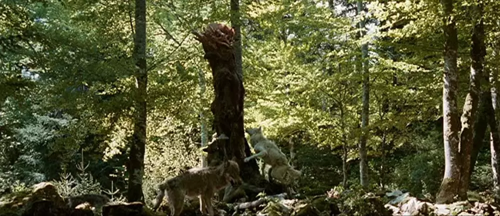 きつねと私の12か月の画像