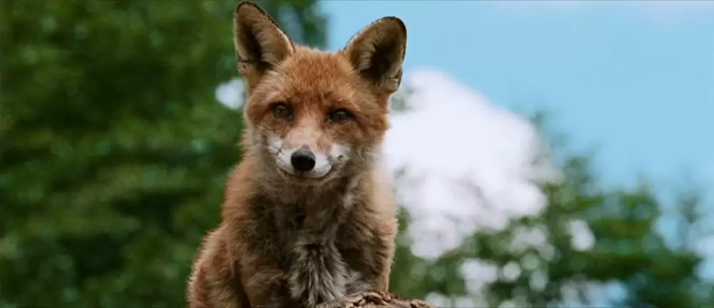 きつねと私の12か月の画像