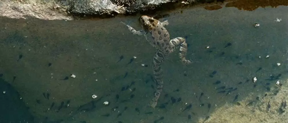 きつねと私の12か月の画像