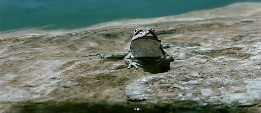 きつねと私の12か月の画像