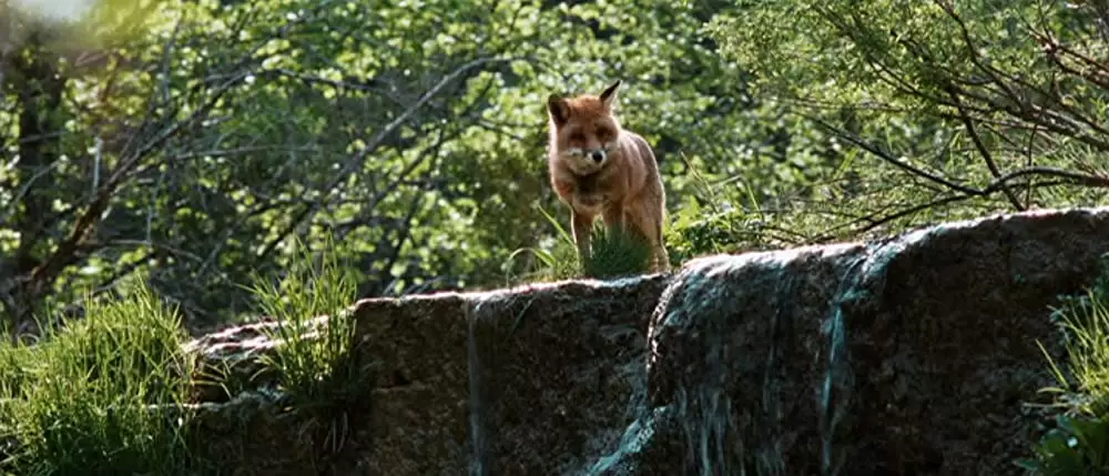 きつねと私の12か月の画像