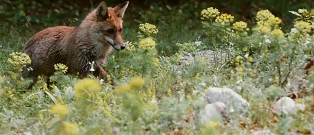 きつねと私の12か月の画像