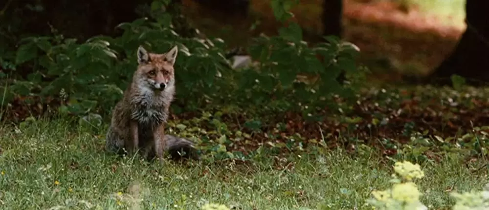 きつねと私の12か月の画像