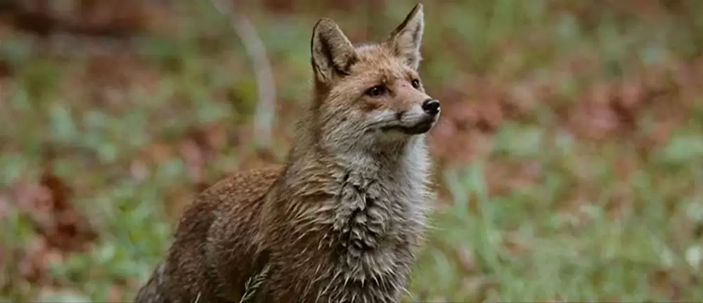 きつねと私の12か月の画像