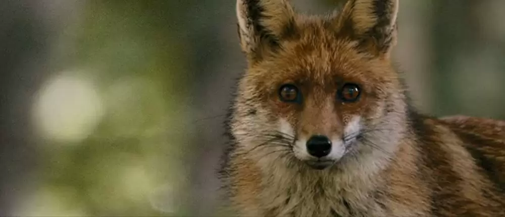 きつねと私の12か月の画像