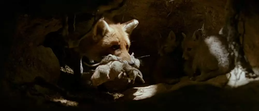 きつねと私の12か月の画像