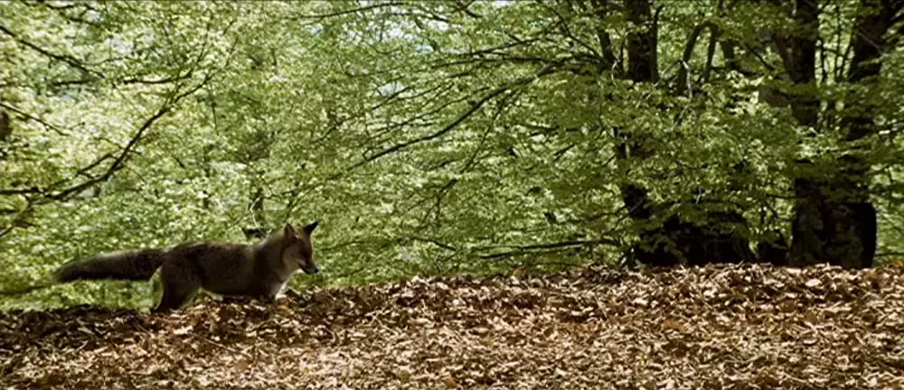 きつねと私の12か月の画像