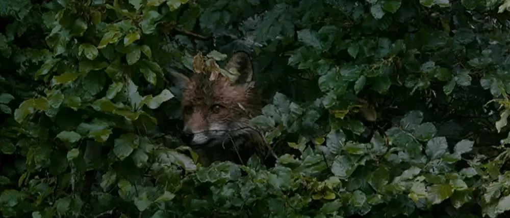 きつねと私の12か月の画像