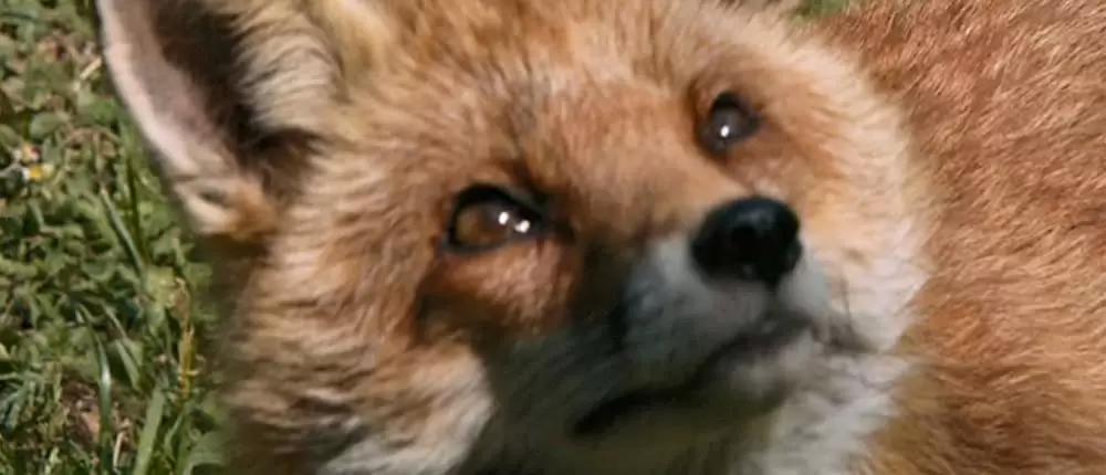 きつねと私の12か月の画像